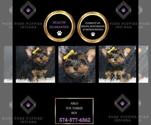 Yorkshire Terrier Puppy for sale in WARSAW, IN, USA