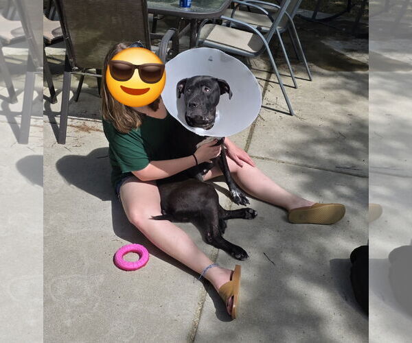 Medium Photo #15 Mutt Puppy For Sale in Virginia Beach, VA, USA