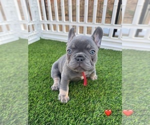 Medium French Bulldog