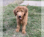 Puppy Darwin Goldendoodle