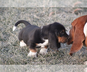 Medium Basset Hound