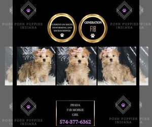 Morkie Puppy for Sale in WARSAW, Indiana USA