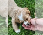 Small Photo #17 Cocker Spaniel Puppy For Sale in WITHEE, WI, USA