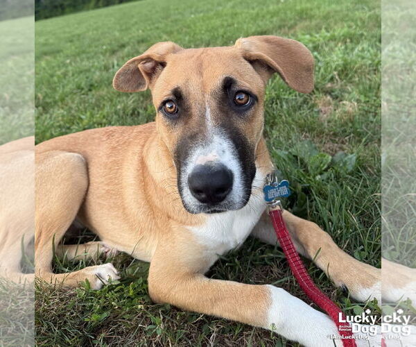 Medium Photo #4 Boxer-Unknown Mix Puppy For Sale in Washington, DC, USA