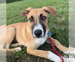 Small #3 Boxer Mix