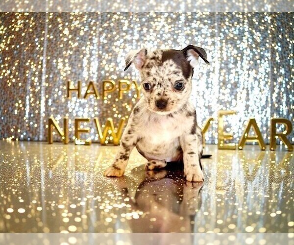 Medium Photo #45 Chihuahua Puppy For Sale in CHARLESTON, AR, USA