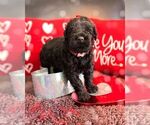 Small #1 Black Russian Terrier