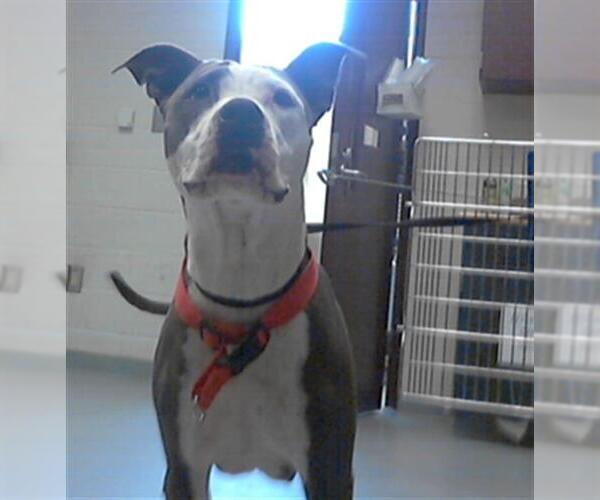 Medium Photo #1 American Pit Bull Terrier Puppy For Sale in Fayetteville, NC, USA
