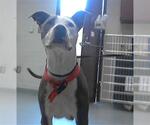 Small American Pit Bull Terrier