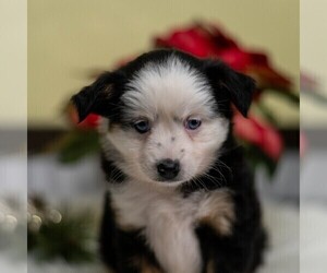 Miniature Australian Shepherd Puppy for sale in REBERSBURG, PA, USA