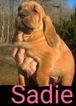 Small Bloodhound