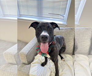 Mutt Dogs for adoption in Rockaway, NJ, USA