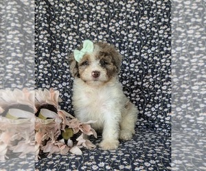 Bernedoodle (Miniature) Puppy for Sale in OXFORD, Pennsylvania USA