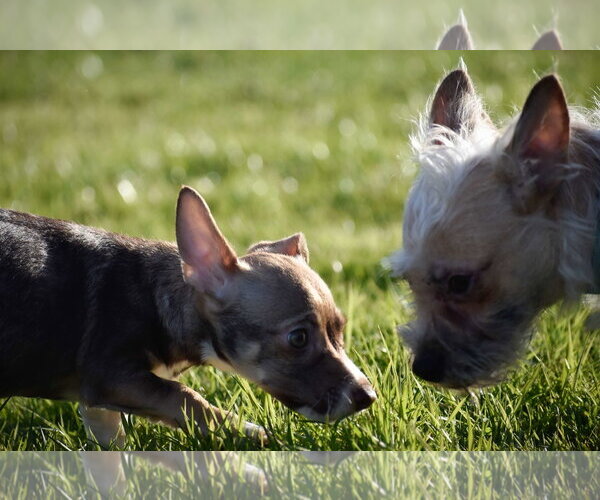 Medium Photo #3 Cairn Terrier-Dachshund Mix Puppy For Sale in Arlington, WA, USA
