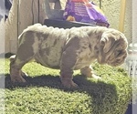 Small #3 English Bulldog