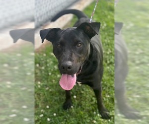 Labrador Retriever-Unknown Mix Dogs for adoption in Evansville, IN, USA