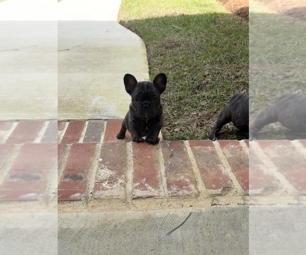 Medium Photo #2 French Bulldog Puppy For Sale in MIDLAND CITY, AL, USA
