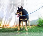 Small #3 Australian Kelpie