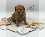 Small Photo #2 Poodle (Toy) Puppy For Sale in MARYVILLE, MO, USA