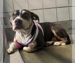 Small American Staffordshire Terrier Mix