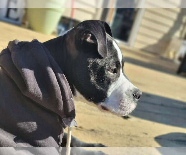 Medium Photo #2 Mutt Puppy For Sale in Wenonah, NJ, USA