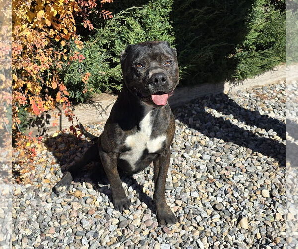 Medium Photo #3 American Staffordshire Terrier-Unknown Mix Puppy For Sale in Albuquerque, NM, USA