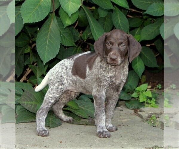 Medium Photo #2 German Shorthaired Pointer Puppy For Sale in PARADISE, PA, USA