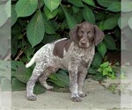 Small Photo #2 German Shorthaired Pointer Puppy For Sale in PARADISE, PA, USA