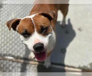 American Pit Bull Terrier-Unknown Mix Dogs for adoption in Tulsa, OK, USA
