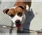 Small American Pit Bull Terrier Mix