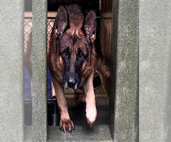 Medium Photo #1 German Shepherd Dog Puppy For Sale in Downey, CA, USA