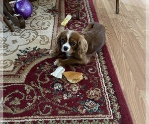 Mother of the Cavalier King Charles Spaniel puppies born on 05/11/2026