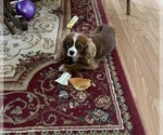 Small Photo #1 Cavalier King Charles Spaniel Puppy For Sale in KANSAS CITY, MO, USA