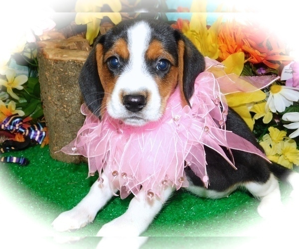 Medium Photo #4 Beagle Puppy For Sale in HAMMOND, IN, USA