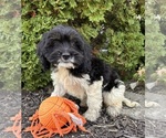 Small #1 Cockapoo