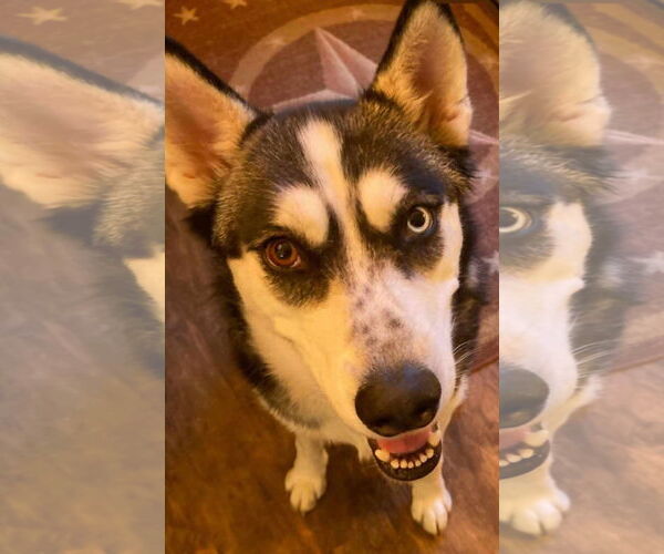 Medium Photo #1 Siberian Husky Puppy For Sale in Dallas, TX, USA