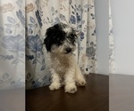 Small #29 Cavapoo-Poodle (Miniature) Mix