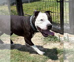 Small #3 American Pit Bull Terrier