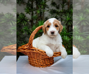 Medium Goldendoodle