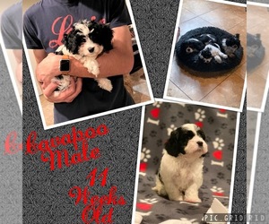Cavapoo Puppy for Sale in EVANSVILLE, Indiana USA