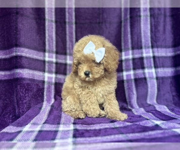 Medium Photo #9 Cock-A-Poo Puppy For Sale in LAKELAND, FL, USA