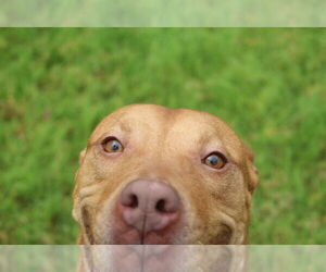 Winnie J - Female Labrador Retriever-Staffordshire Bull Terrier Mix Dog for Adoption - Photo #5