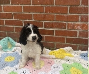 Springerdoodle Puppy for Sale in GADSDEN, Alabama USA