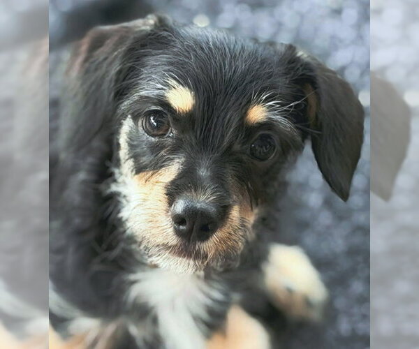 Medium Photo #4 Dachshund-Miniature Schnauzer Mix Puppy For Sale in Chino Hills, CA, USA