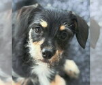 Small #3 Dachshund-Miniature Schnauzer Mix