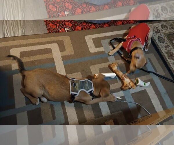 Medium Photo #16 Jack Russell Terrier-Labrador Retriever Mix Puppy For Sale in Princeton, MN, USA