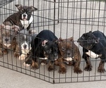 Small Photo #1 American Bully Puppy For Sale in EFFINGHAM, SC, USA