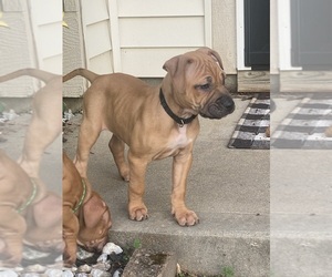 American Pit Bull Terrier Puppy for sale in CHARLOTTE, NC, USA