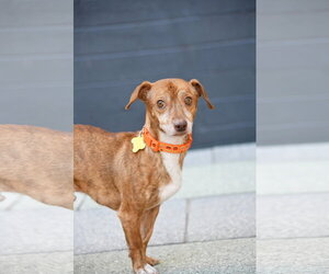 Rhen - Male Chiweenie Dog for Adoption - Photo #4