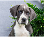 Small Photo #144 Great Dane Puppy For Sale in WAKARUSA, IN, USA